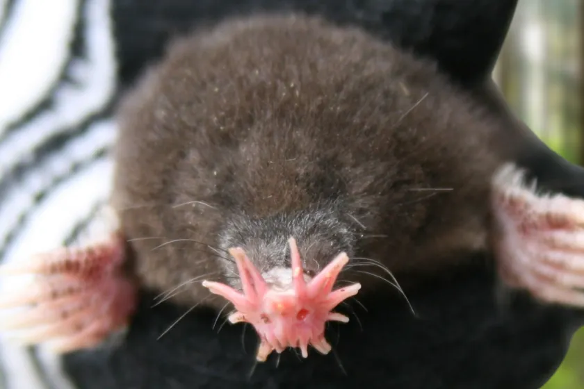 10 Animals That Are So Weird They Don't Seem Real star nosed mole