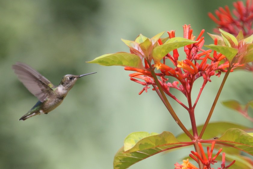 12 of the best plants to attract hummingbirds hummingbird bush