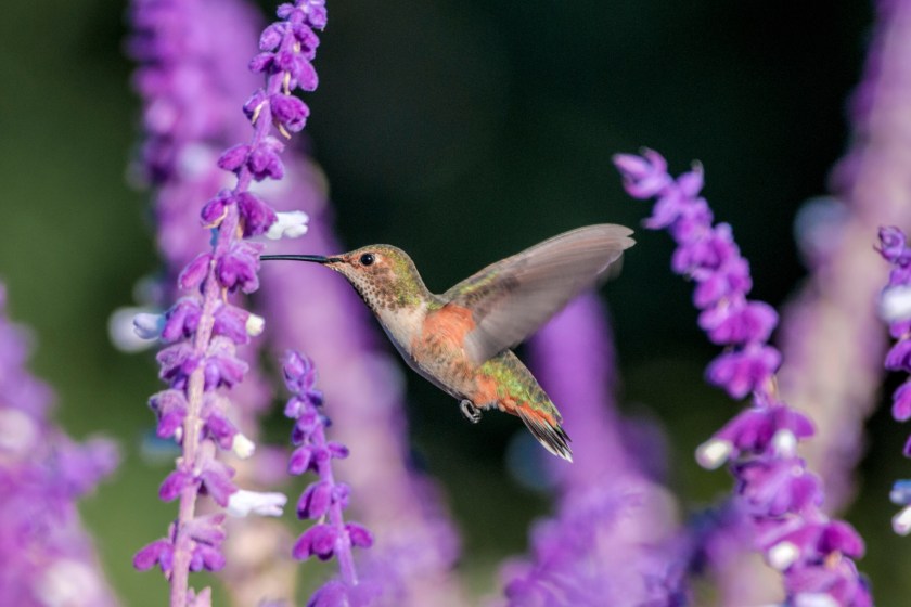 12 of the best plants to attract hummingbirds salvia