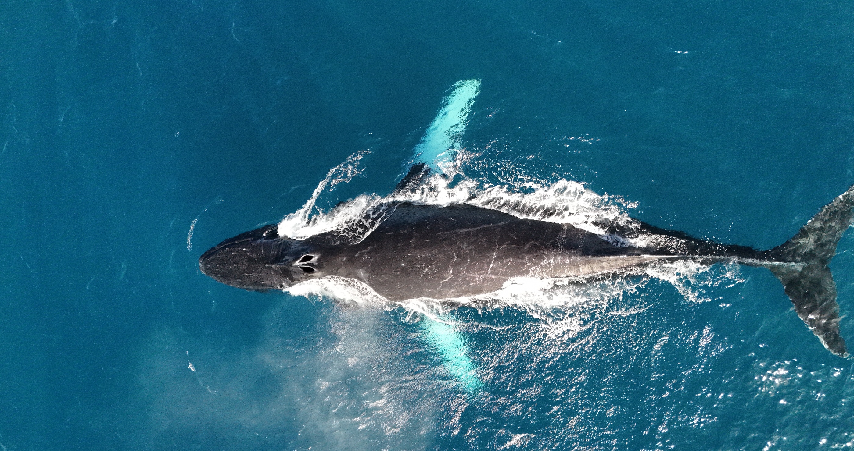 Whale Aren't You Impressed By These 3 Incredible Whale Facts?