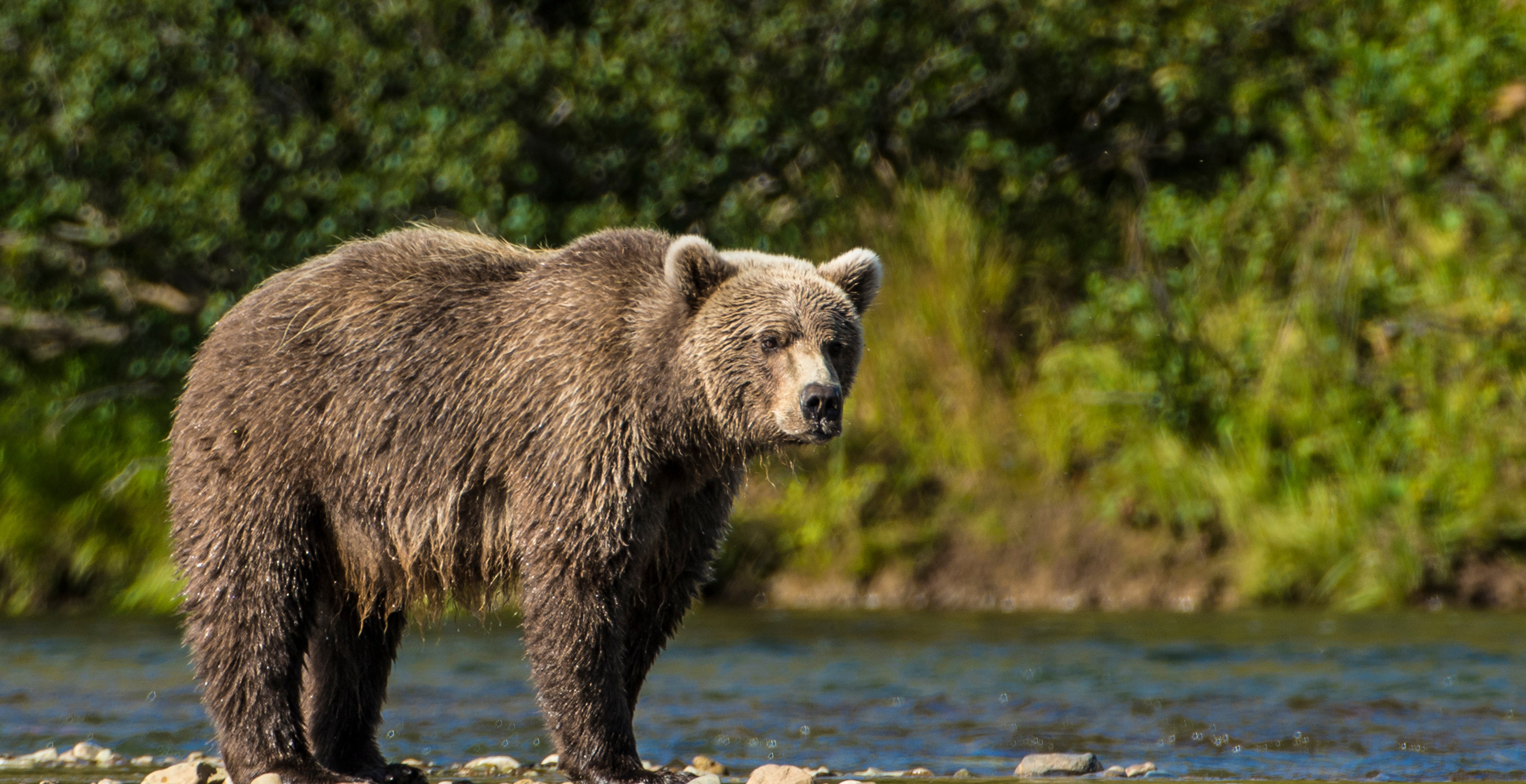 400-Pound Grizzly Bear Euthanized At Yellowstone After It Ransacked Park's Dumpsters