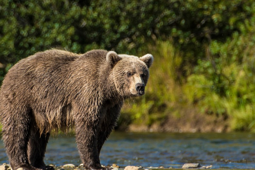 400-Pound Grizzly Bear Euthanized At Yellowstone After It Ransacked Park's Dumpsters