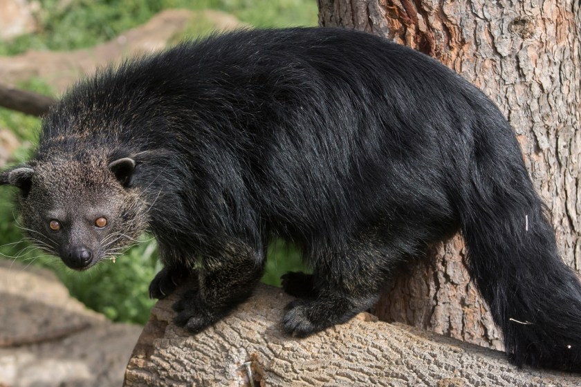 5 Animals With Hilariously Misleading Names asian bear cat