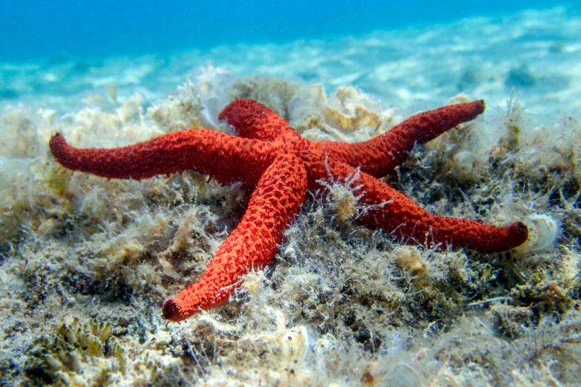 5 Animals With Hilariously Misleading Names star fish