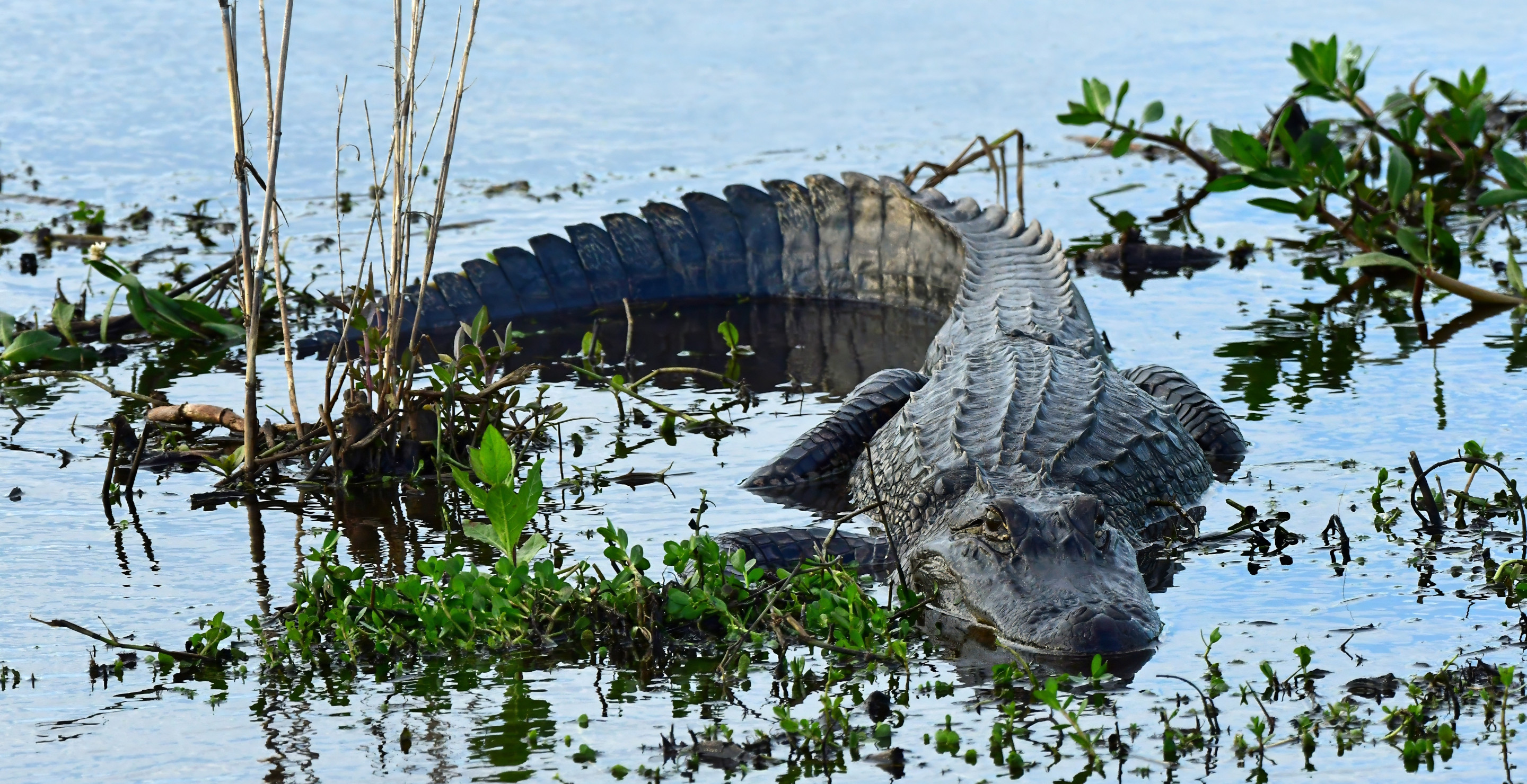 Alligator Snatches Woman Out Of Canoe And Mauls Her To Death In Front Of Horrified Husband