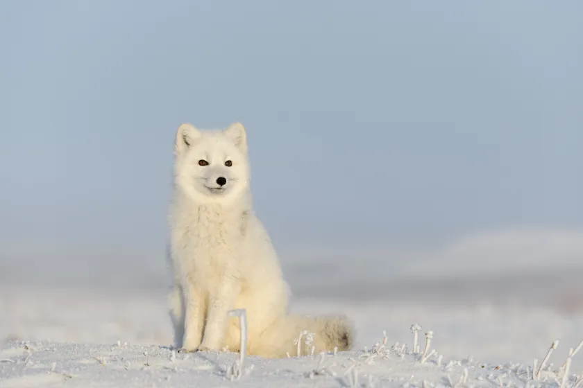 Arctic Fox
