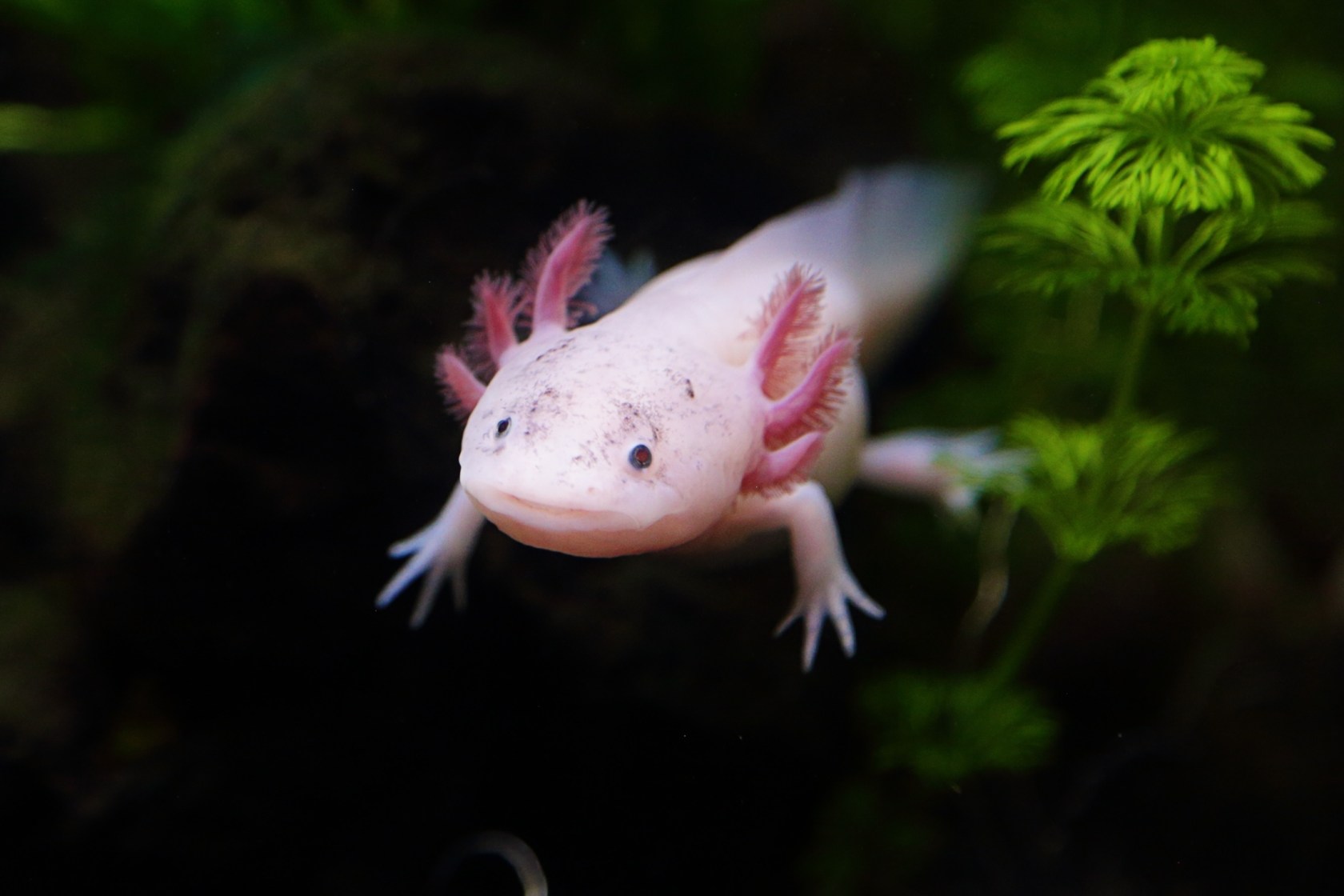 10 Animals That Are So Weird They Don't Seem Real - Wide Open Spaces