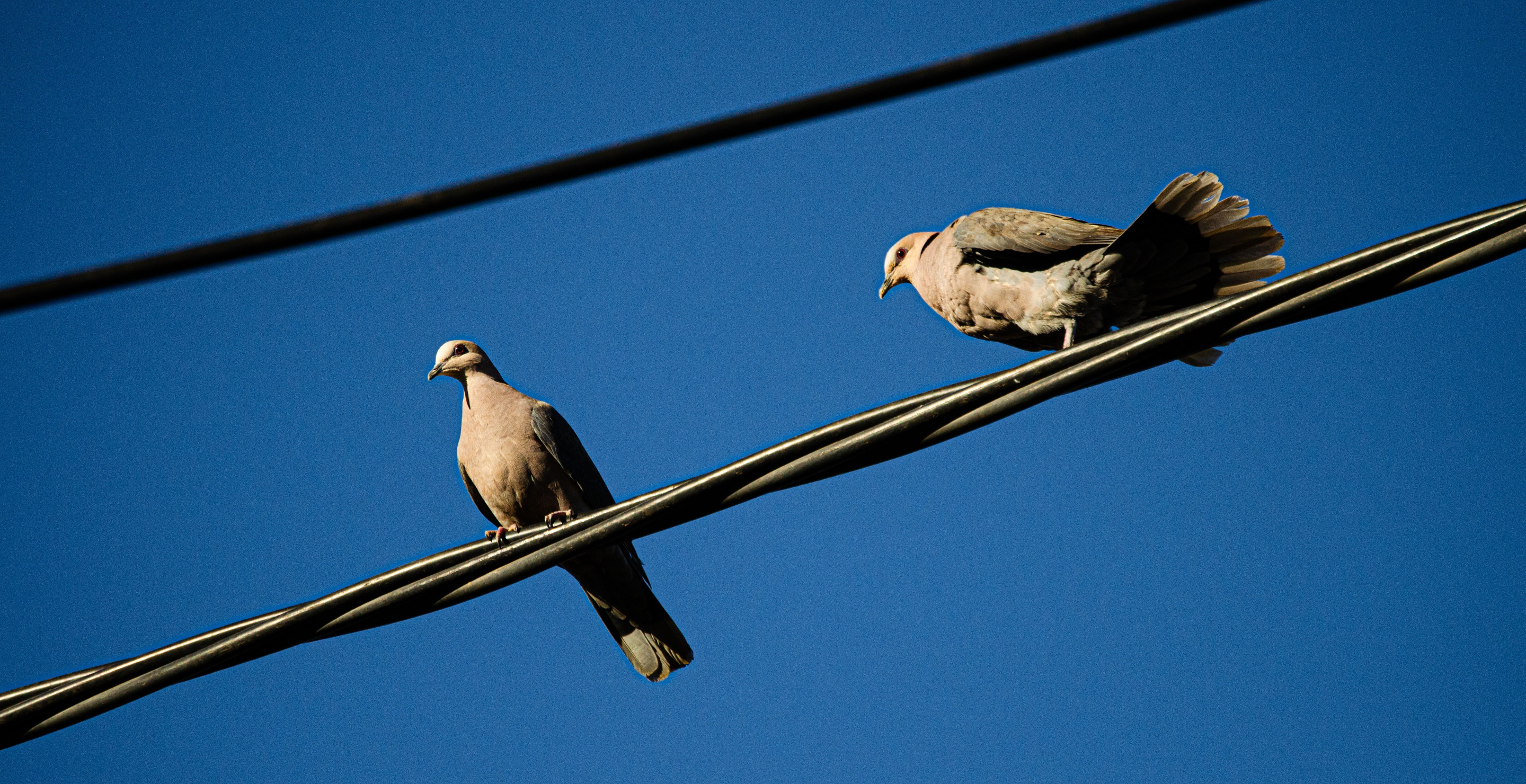Birds Are Mysteriously Exploding In California And Locals Don't Know ...