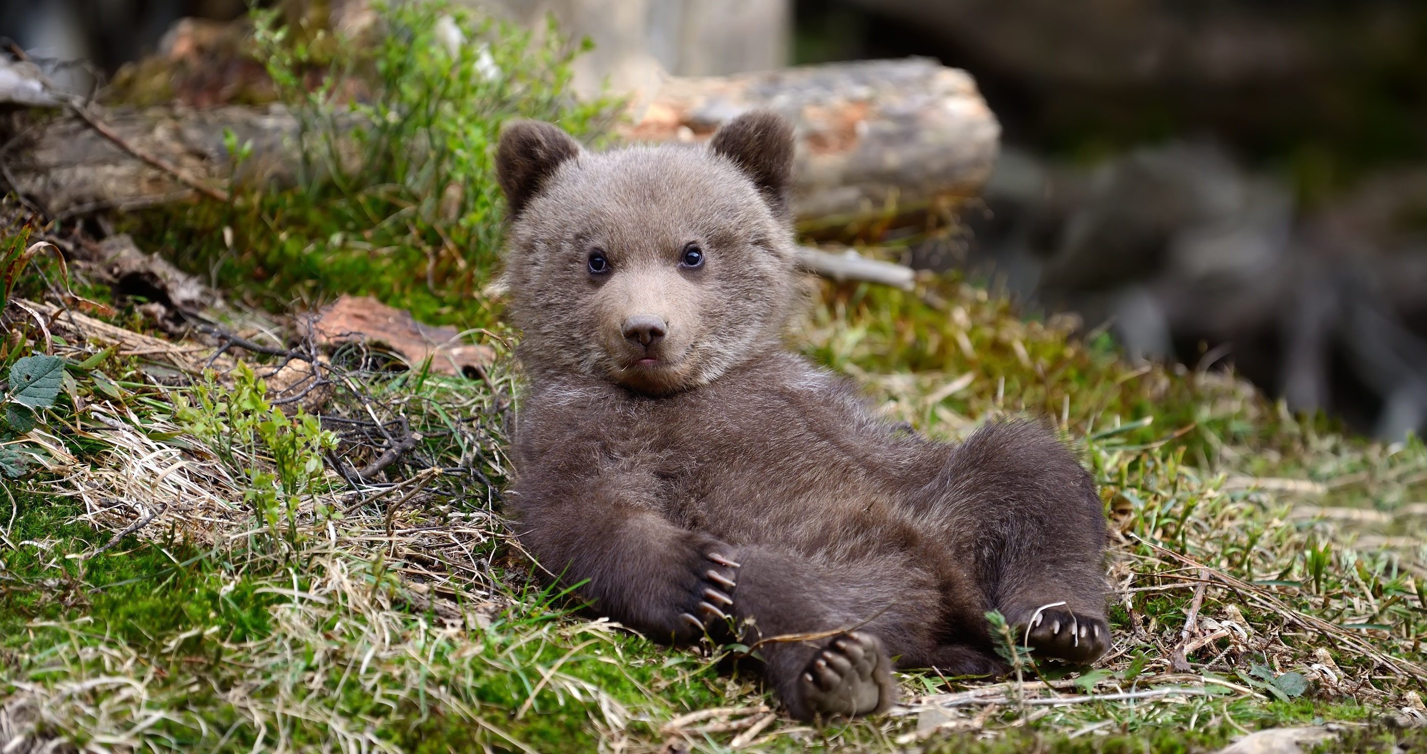 Caretakers Have A Creepy Yet Effective Way Of Caring For An Abandoned 2-Month-Old Bear Cub