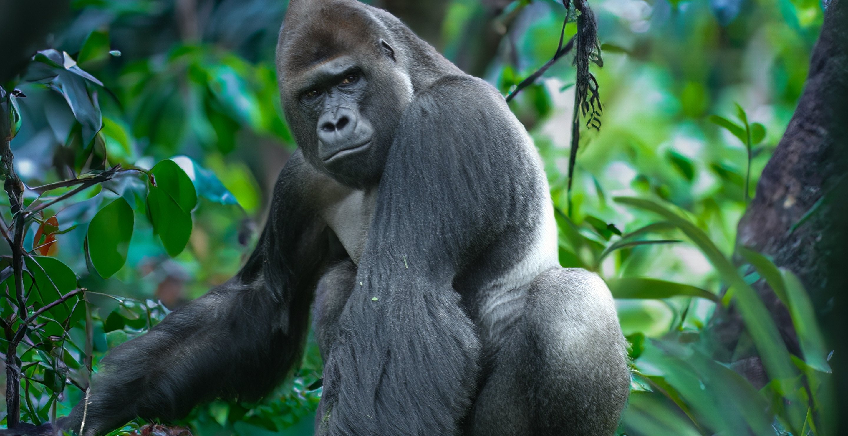 Could 100 Men Really Beat 1 Gorilla? An Expert Weighs In