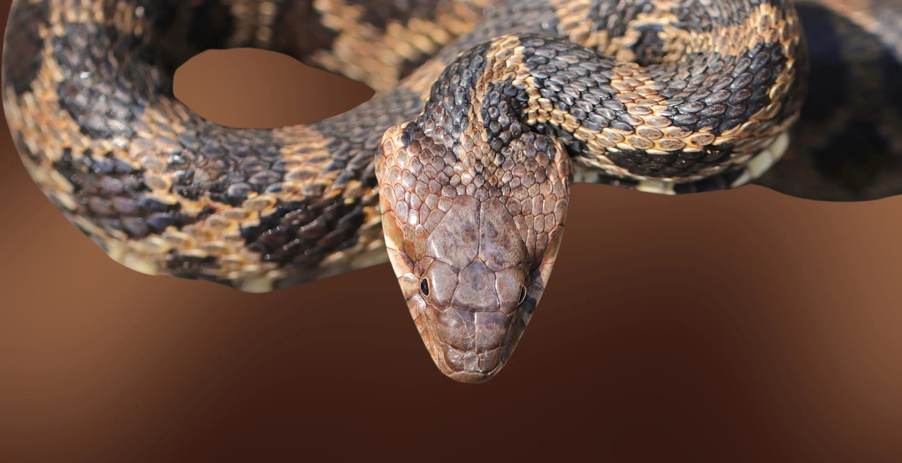 Cyclist Tries To Save Venomous Snake From Being Ran Over, Gets Bit And Almost Dies Instead