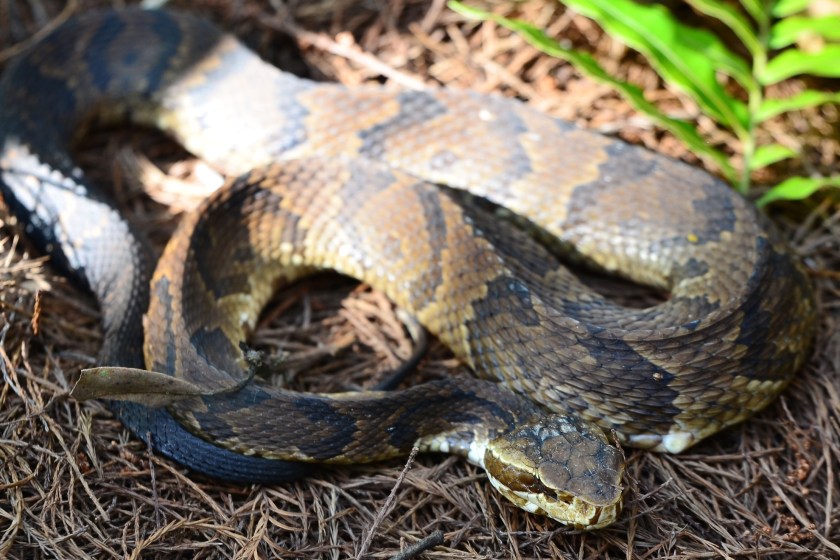 Deadliest animals in Florida cottonmouth snake