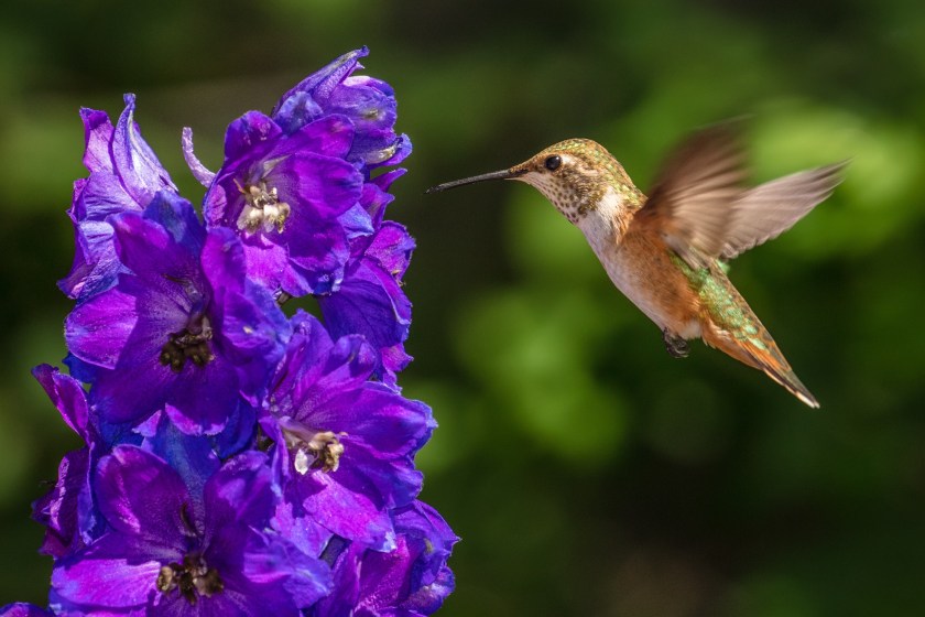Delphinium and hummingbird