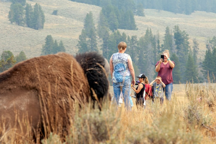Details On The First Bison Goring Of 2025 At Yellowstone National Park