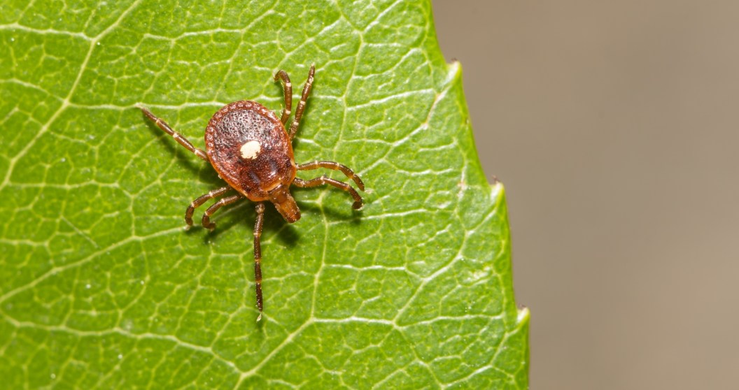 Develop An Allergy To Red Meat If You Live In The Suburbs Because of Lone Star Tick