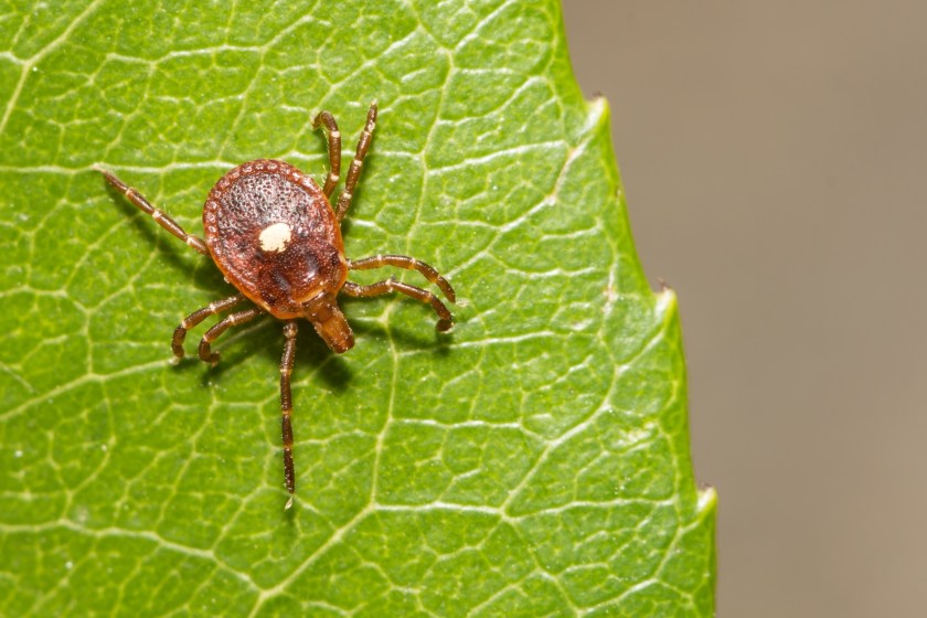 Develop An Allergy To Red Meat If You Live In The Suburbs Because of Lone Star Tick