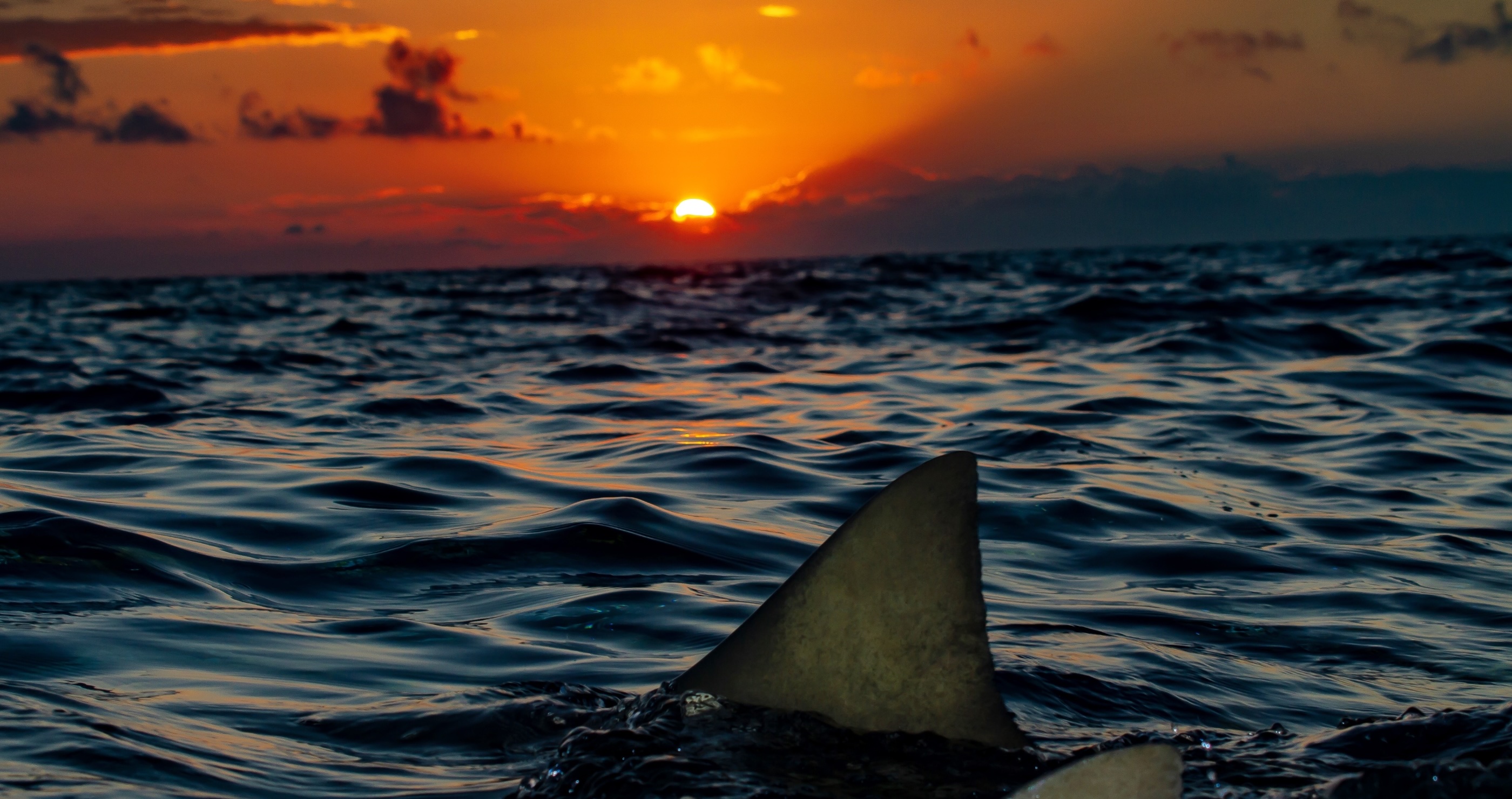Endurance Athlete Completes Epic Swim For Benefit Of Sharks 