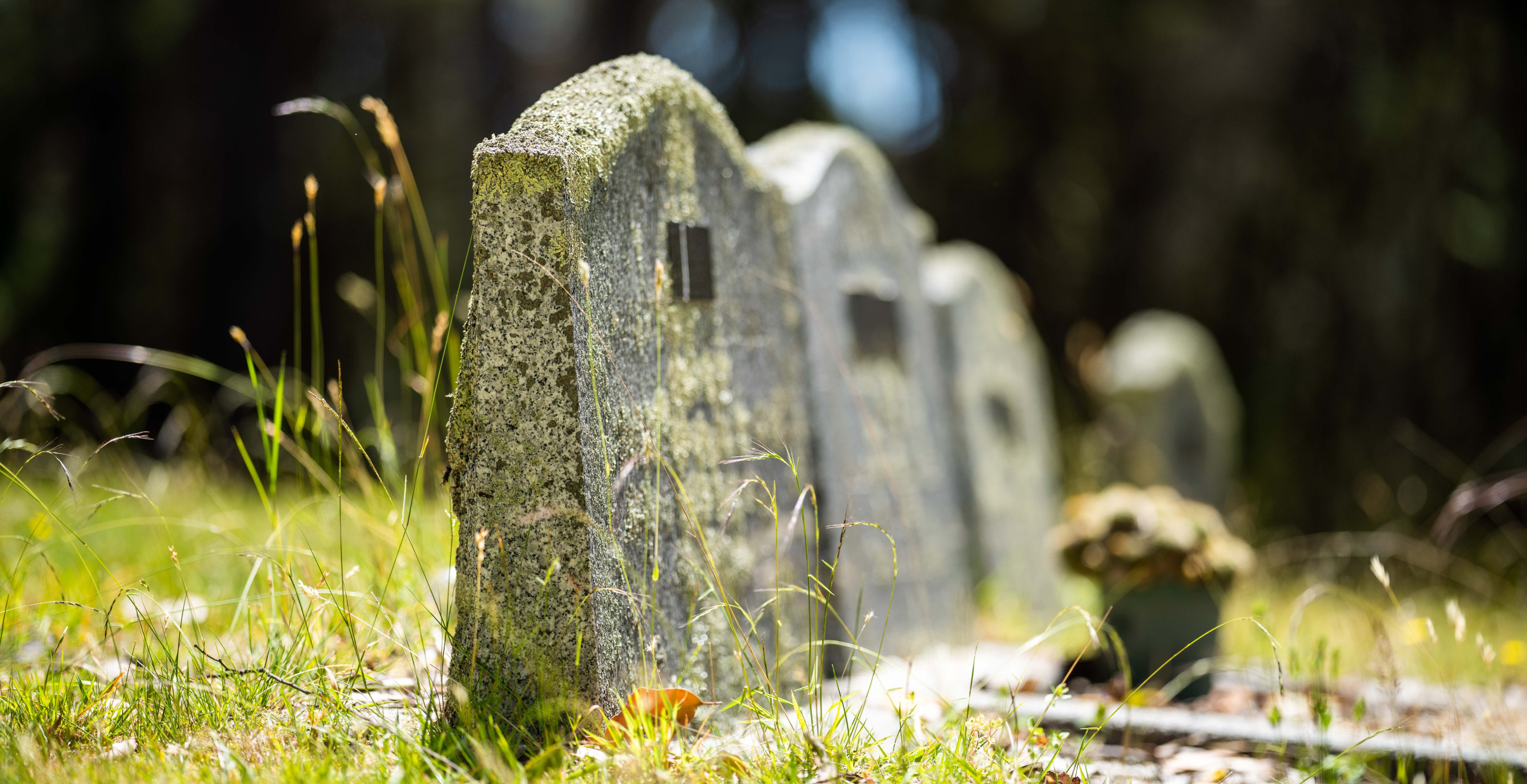 Feral Animals Are Digging Up The Graves At Cemetery And Families Are Angry