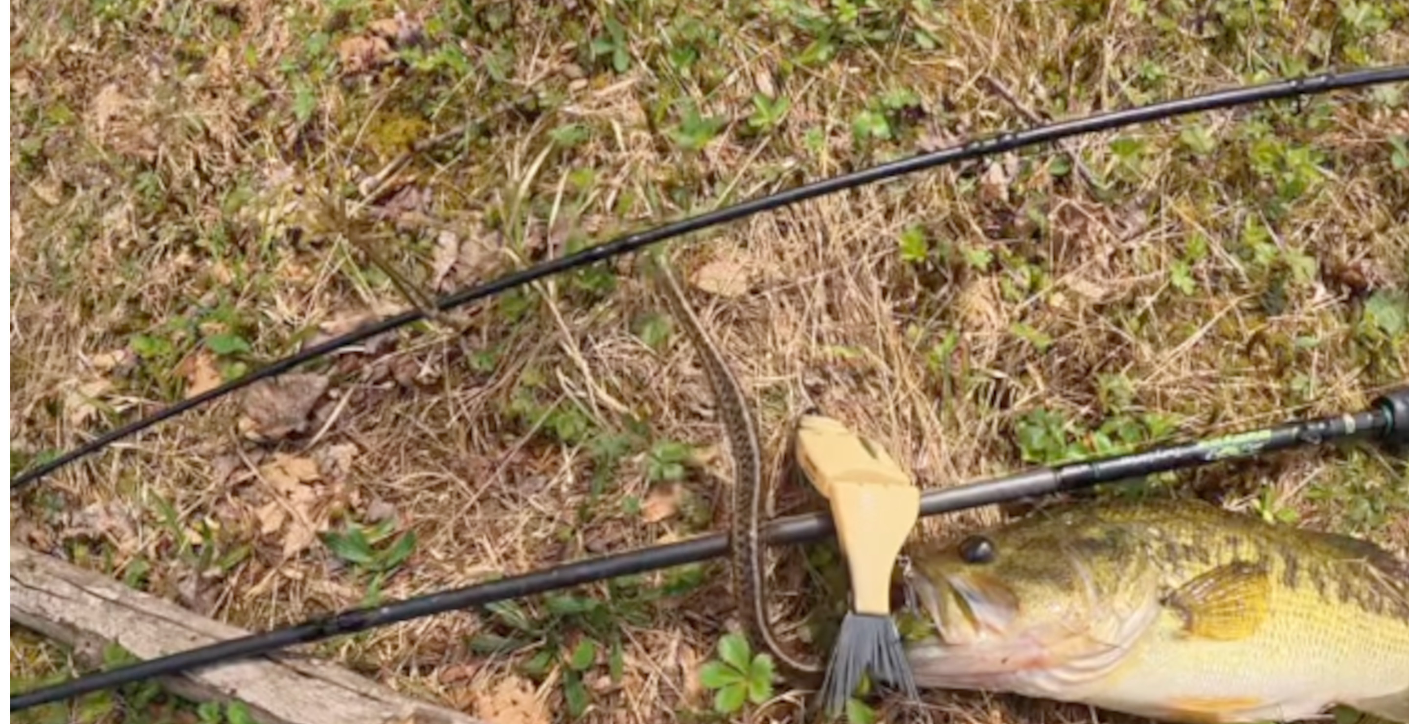 Fisherman Nearly Scared To Death After Snake Slithers Out Of Freshly Caught Bass' Mouth