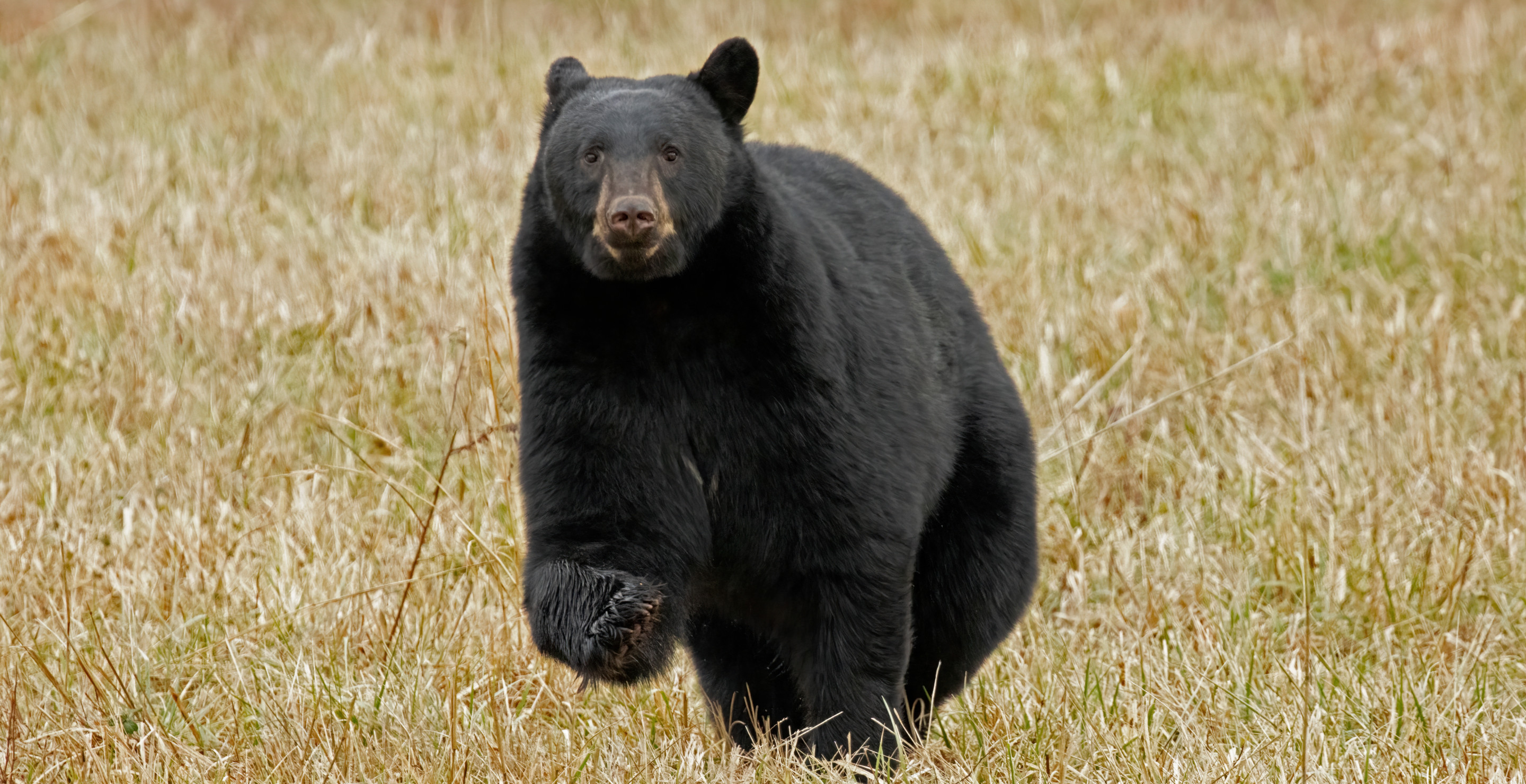 Heartbreaking-New-Details-Revealed-About-Deaths-Of-89-Year-Old-Man-And-Dog-At-Hands-Of-Bear.