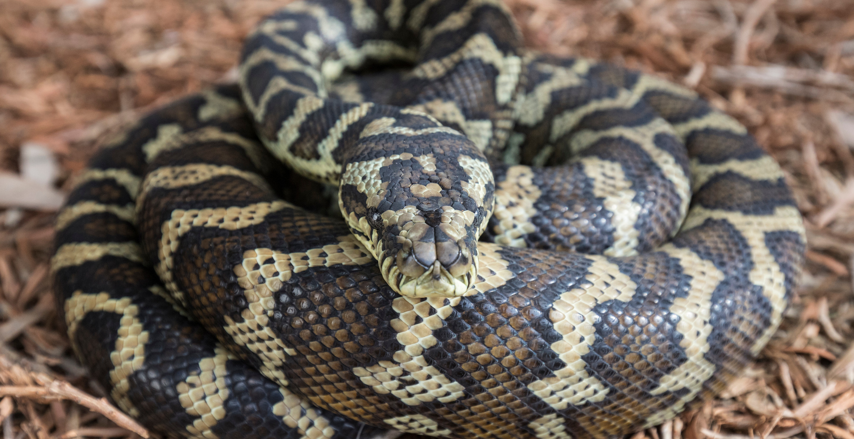 Horrified Family Wake Up In Middle Of Night To Find Snake Stuck In Their Plumbing