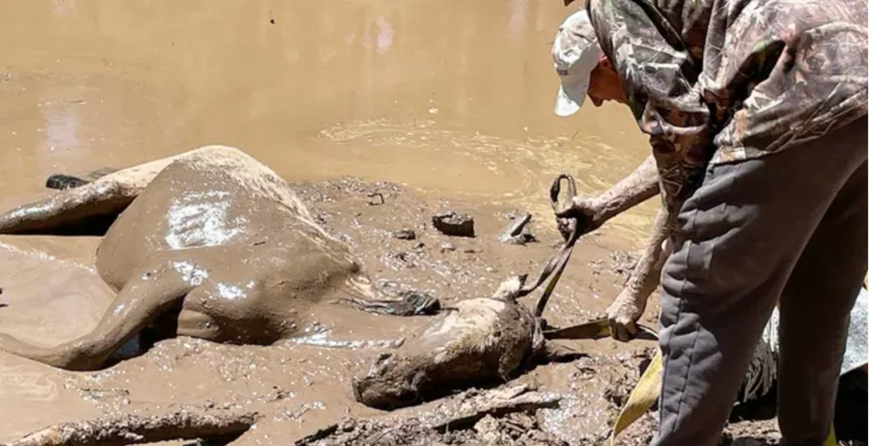 Horse Nearly Drowns After Getting Stuck In Mud Pit, Fortunately Help Was On The Way