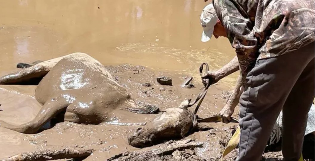 Horse Nearly Drowns After Getting Stuck In Mud Pit, Fortunately Help Was On The Way