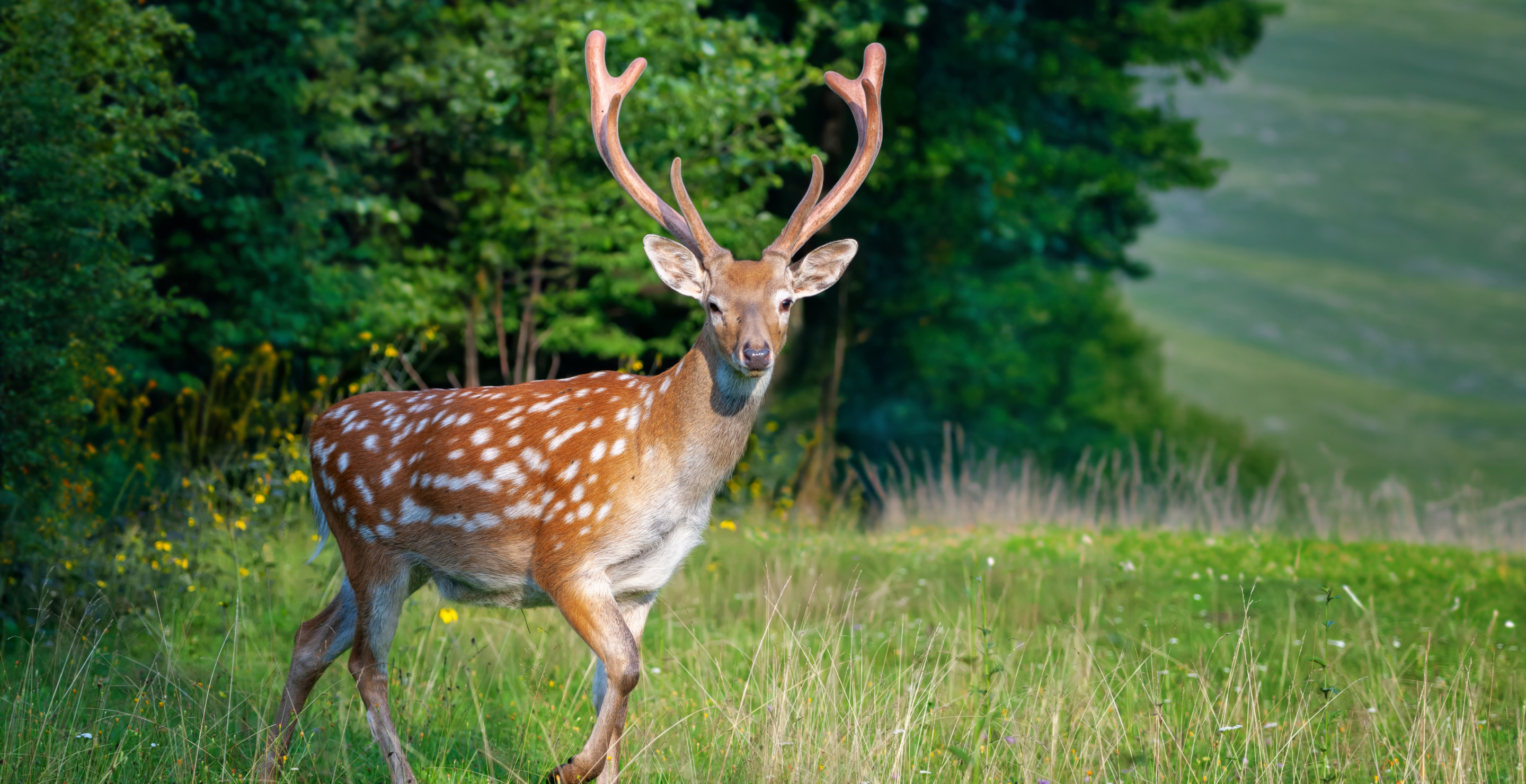 How An SOS Hack Saved A Hunter's Life After He Fell Into A Hole