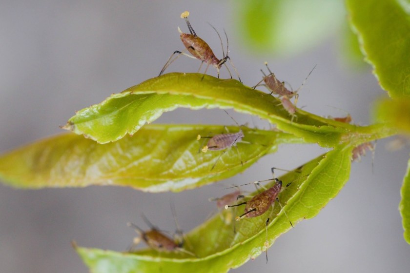 How To Naturally Rid Your Garden Of These 4 Common Pests