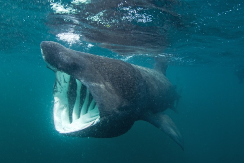 Is Jaws Making A Comeback? Massive 20-Foot Shark Appears In Rhode Island