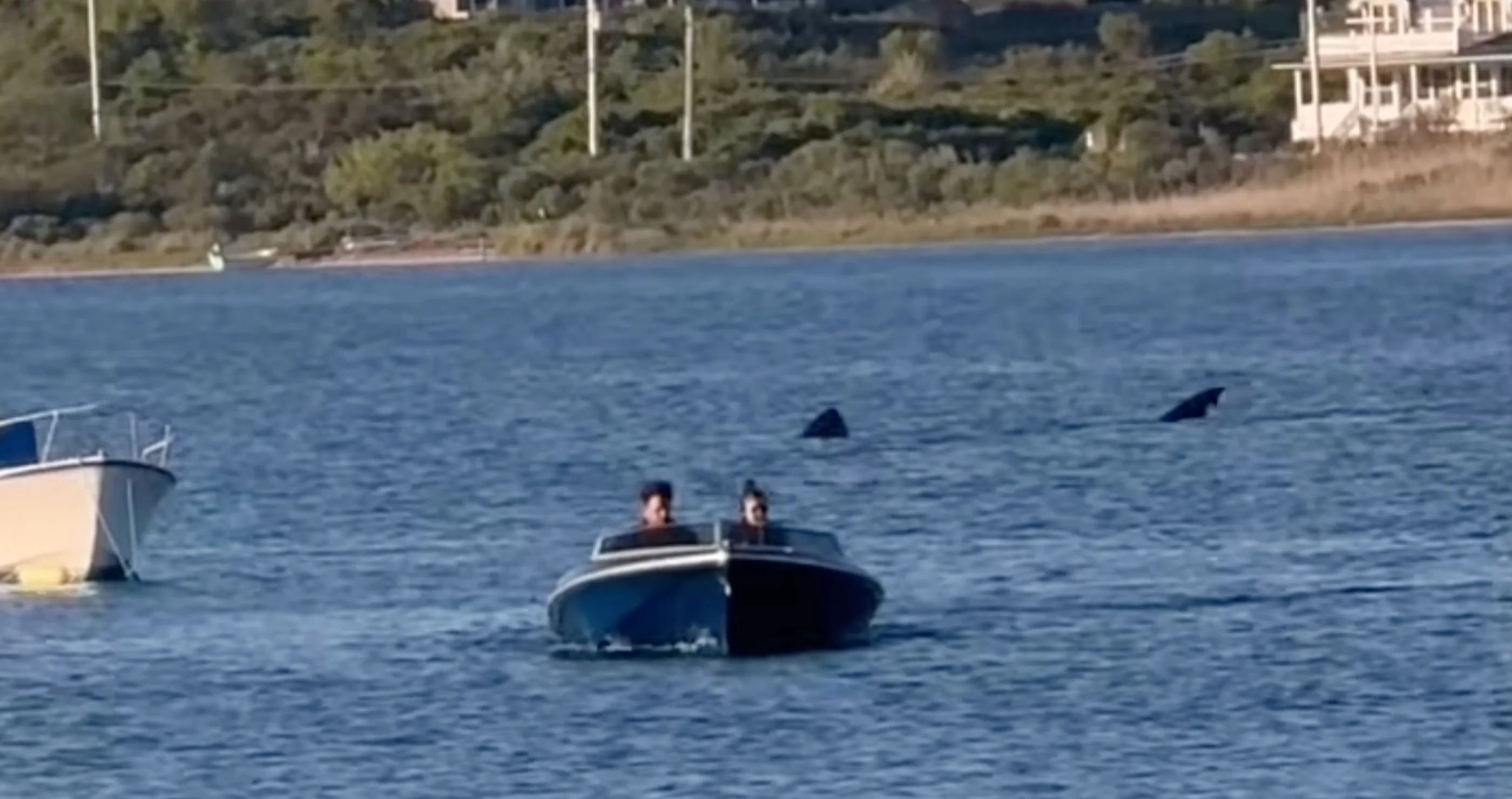 Is Jaws Making A Comeback? Massive 20-Foot Shark Appears In Rhode Island