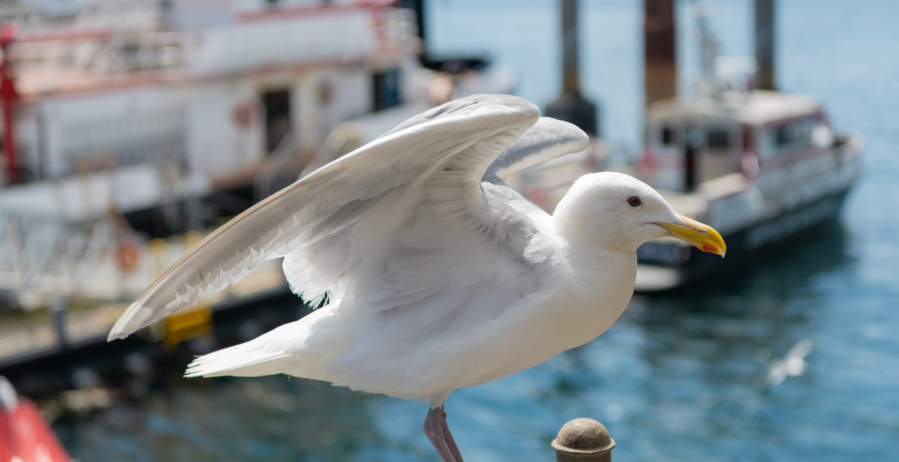 Jeep Driver Faces Month In Jail For Mowing Down 25 Seagulls On A Beach