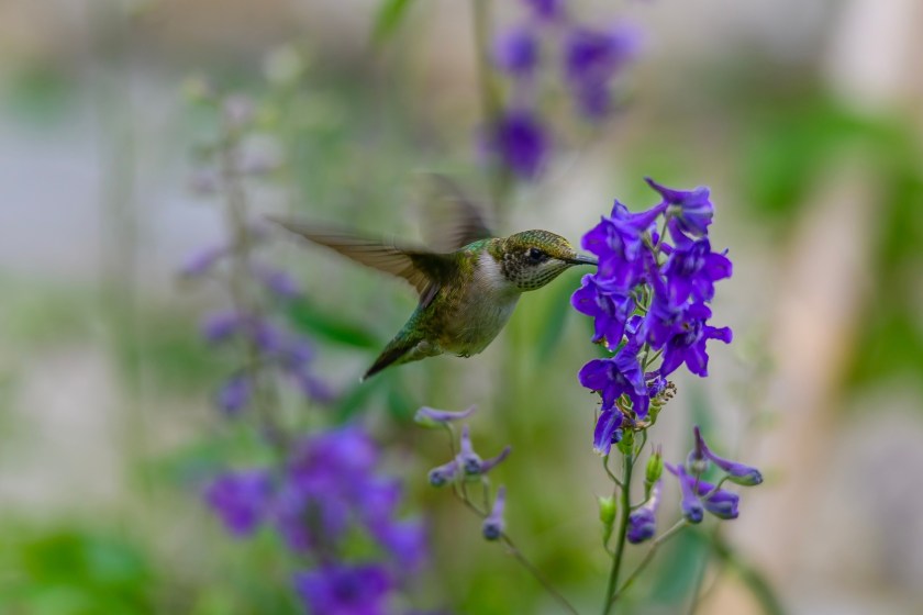 Larkspur and hummingbird