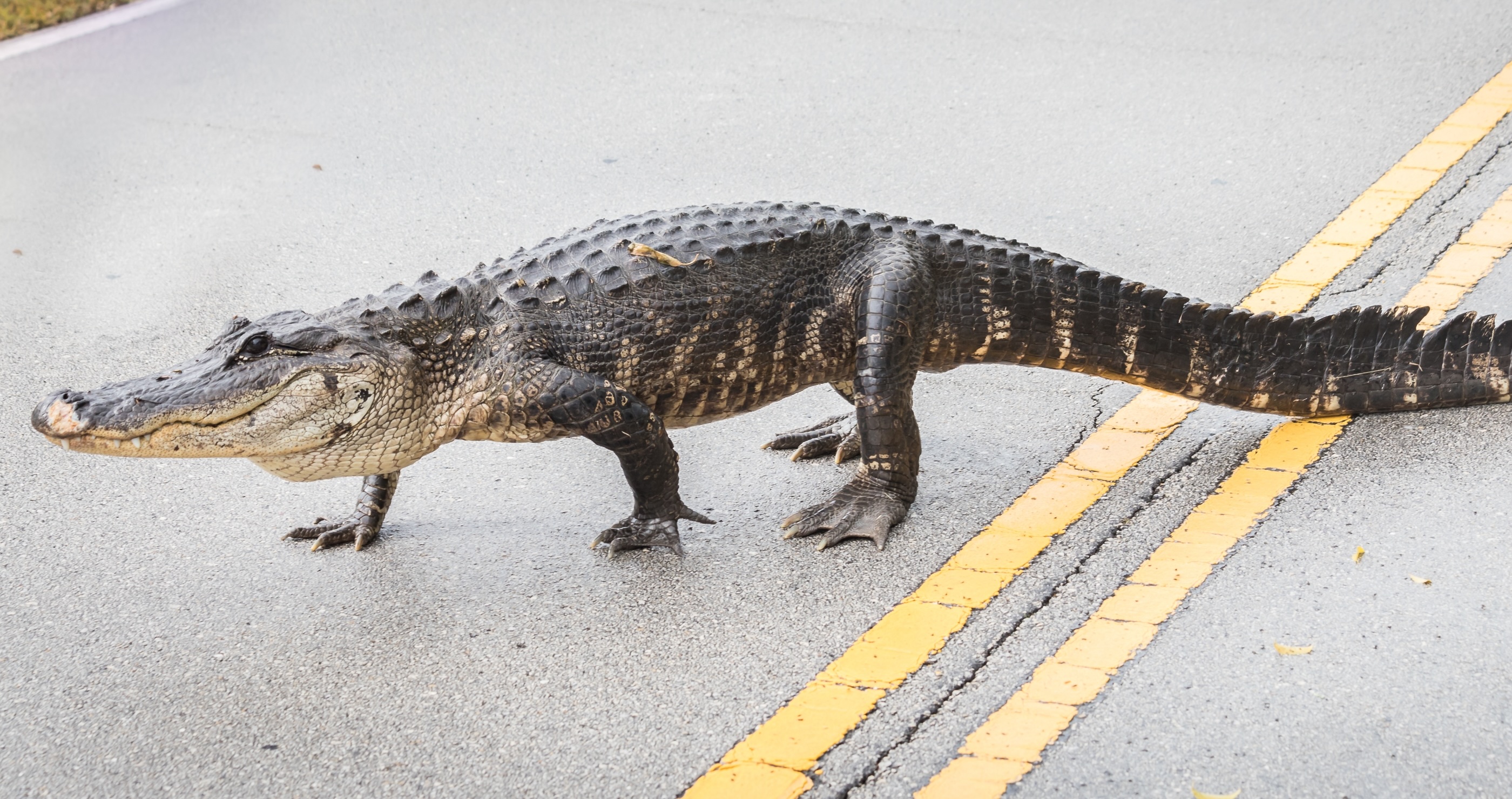 Man Wrangles An Alligator While Barefoot On An Interstate- It Doesn't Get More Florida Than That