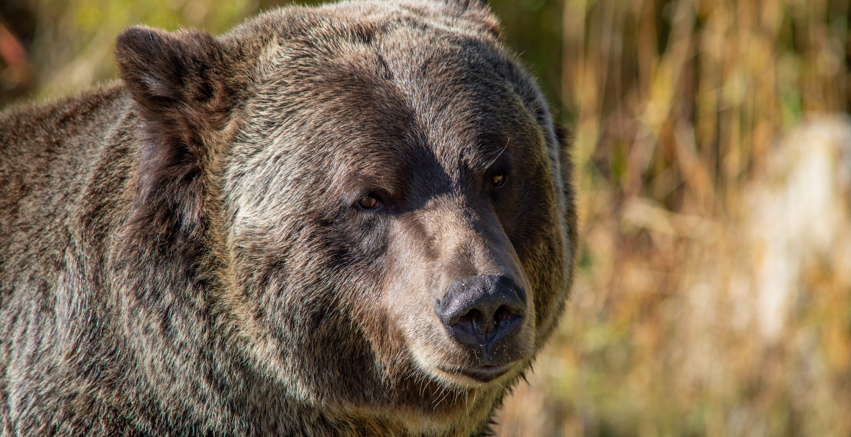 Montana Man Describes The Moment He Was Forced To Put Down Charging Grizzly Bear