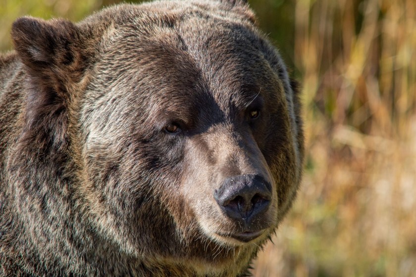 Montana Man Describes The Moment He Was Forced To Put Down Charging Grizzly Bear