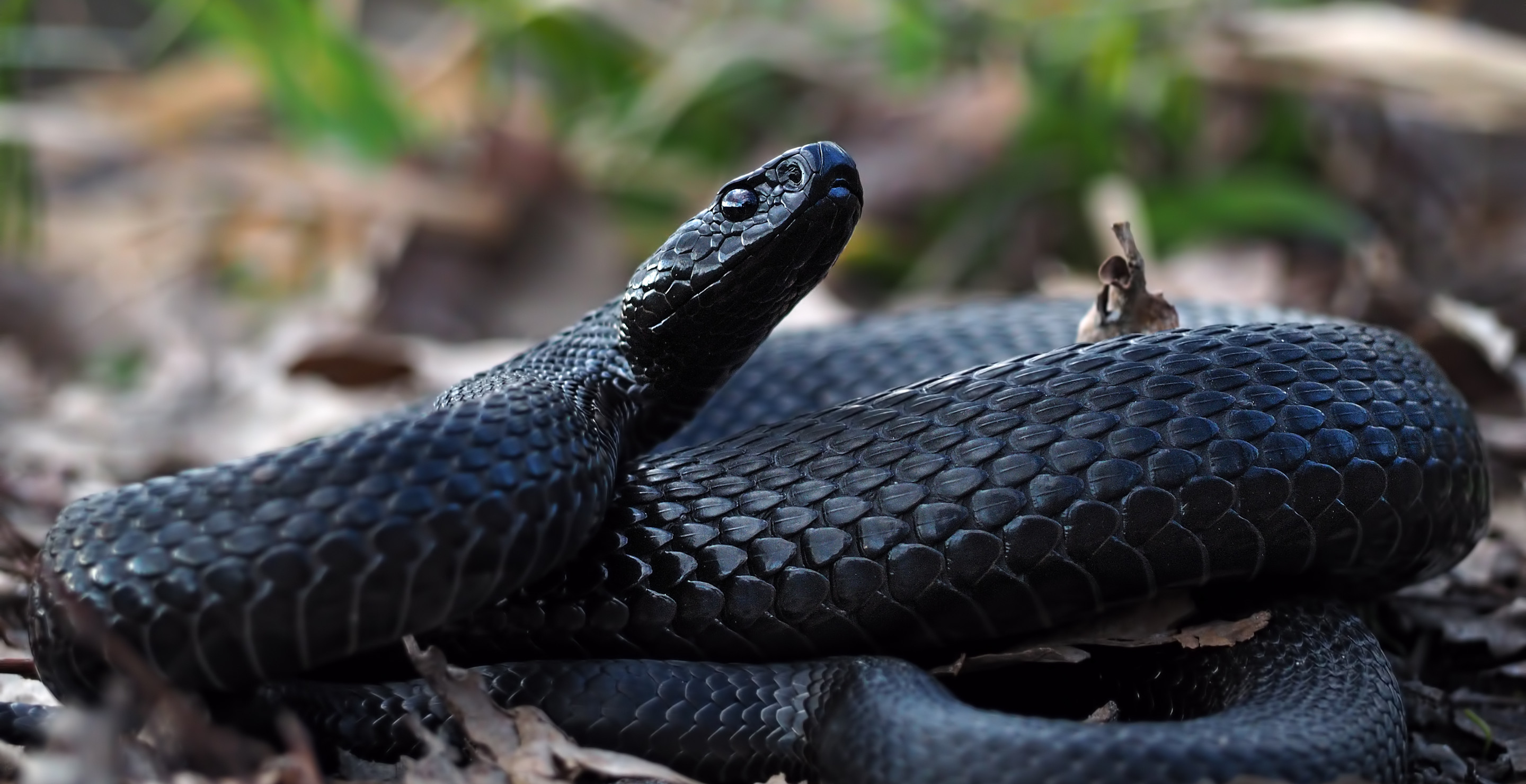 More Than 10,000 People Without Power In One Southern City Thanks To A Snake