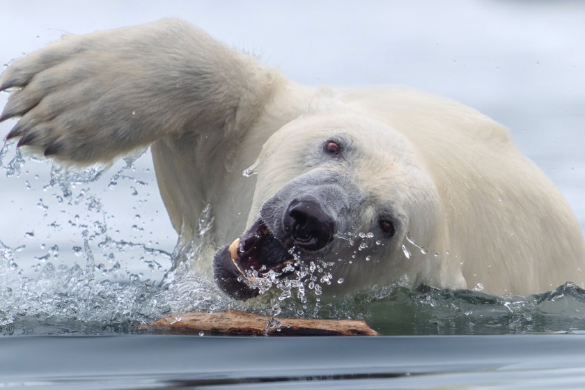Most Incredible Wildlife Photos Epic Polar Bear Shot Gold