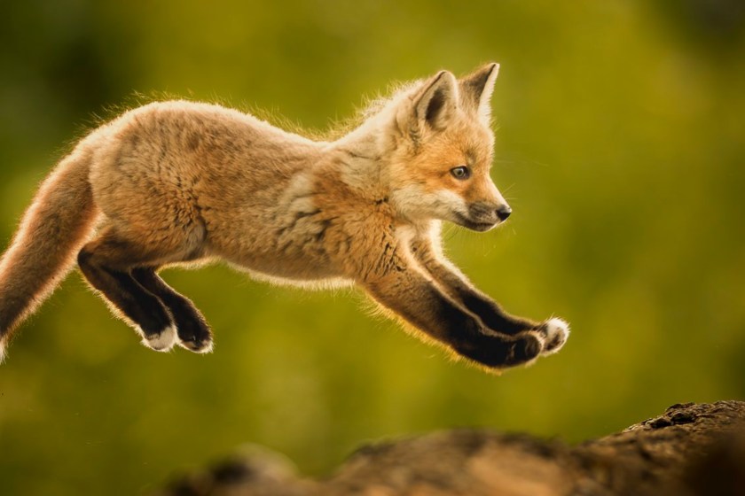 Most Incredible Wildlife Photos FOx