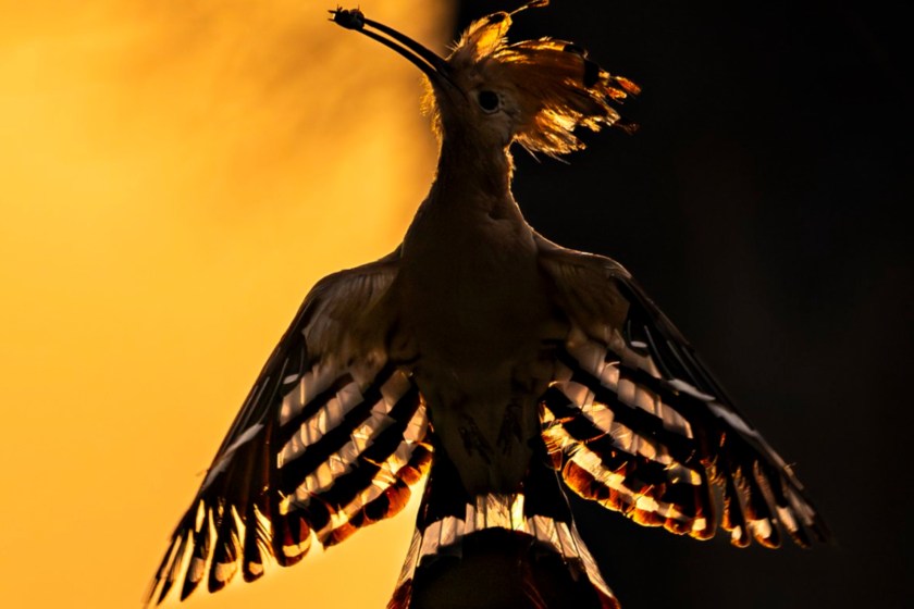 Most Incredible Wildlife Photos bird