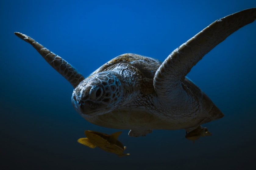 Most Incredible Wildlife Photos sea turtle