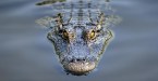 Passengers Survive Plane Crash, Only To Crash Land In Alligator Infested Swamp For 36 Hours