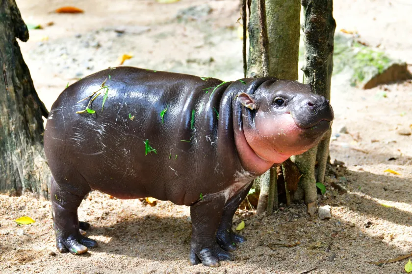 Pygmy Hippopotamus