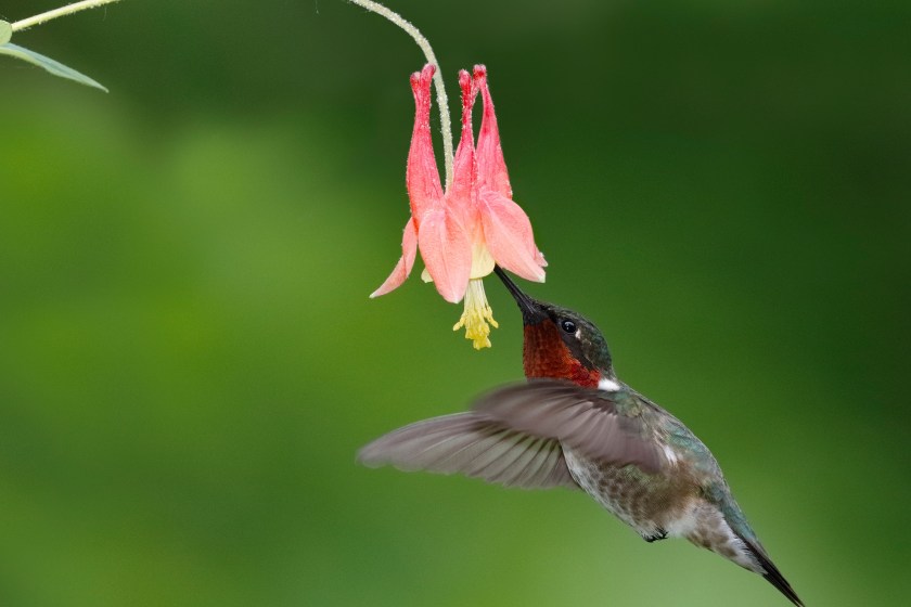 Red Columbine flower and hummingbird