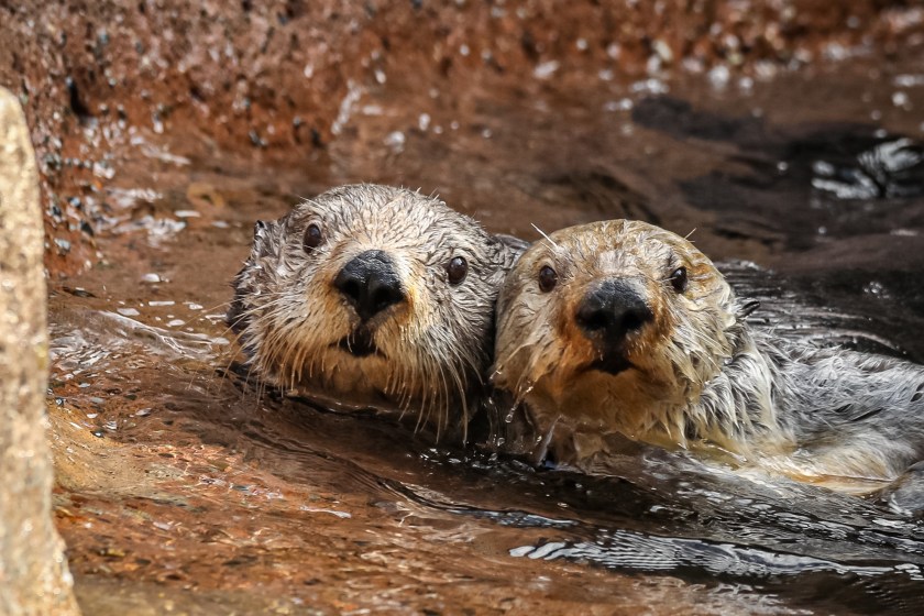 Rescue Otters Become Surrogate Moms In Beautiful Moment