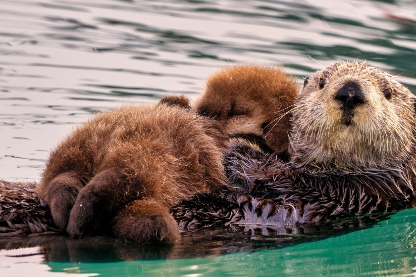 Rescue Otters Become Surrogate Moms To Baby Otters In Need