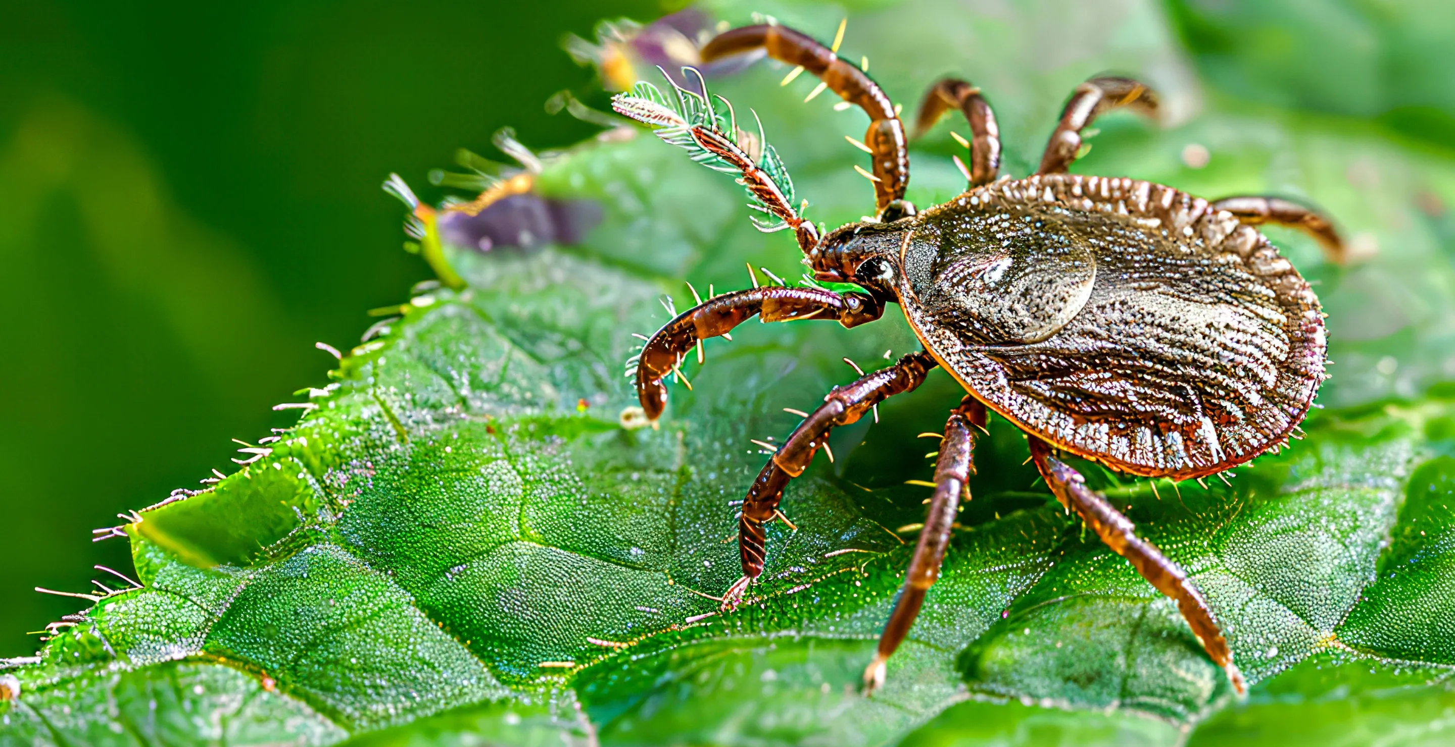 Researchers Are Warning About Potentially Deadly Bacteria That's Showed Up In Ticks In America