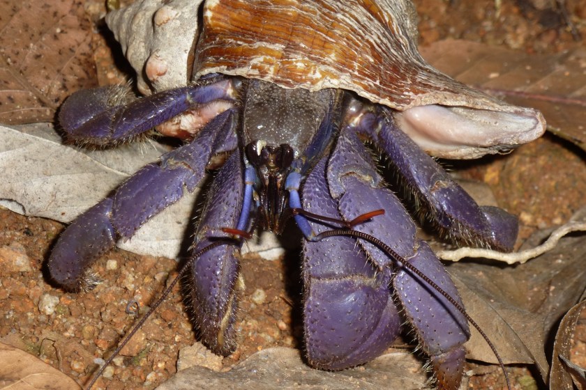 Scientists Are Shocked After They Encounter A Massive Blue Crab In India