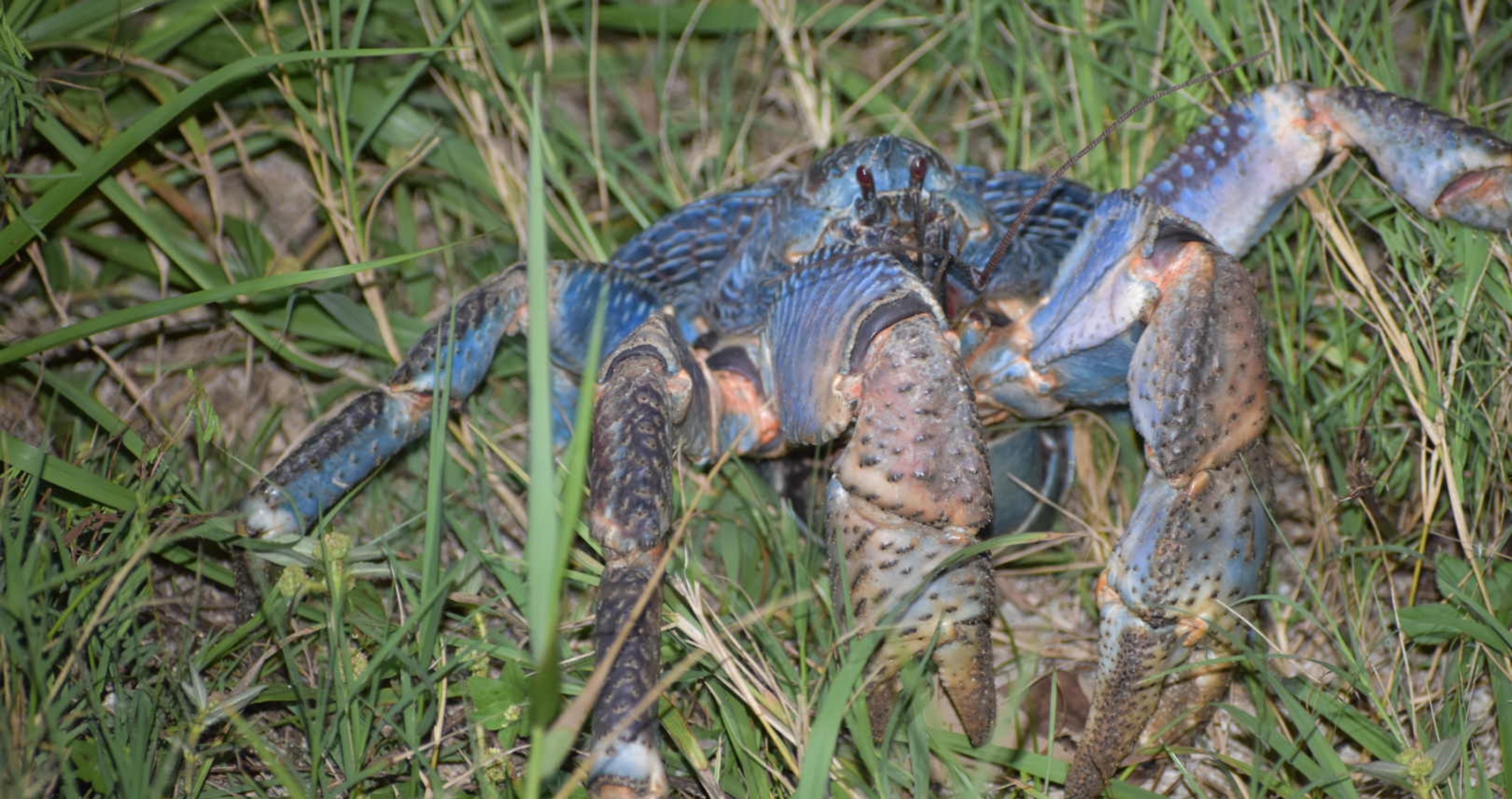 Scientists Are Shocked After They Encounter A Massive Blue Crab In India
