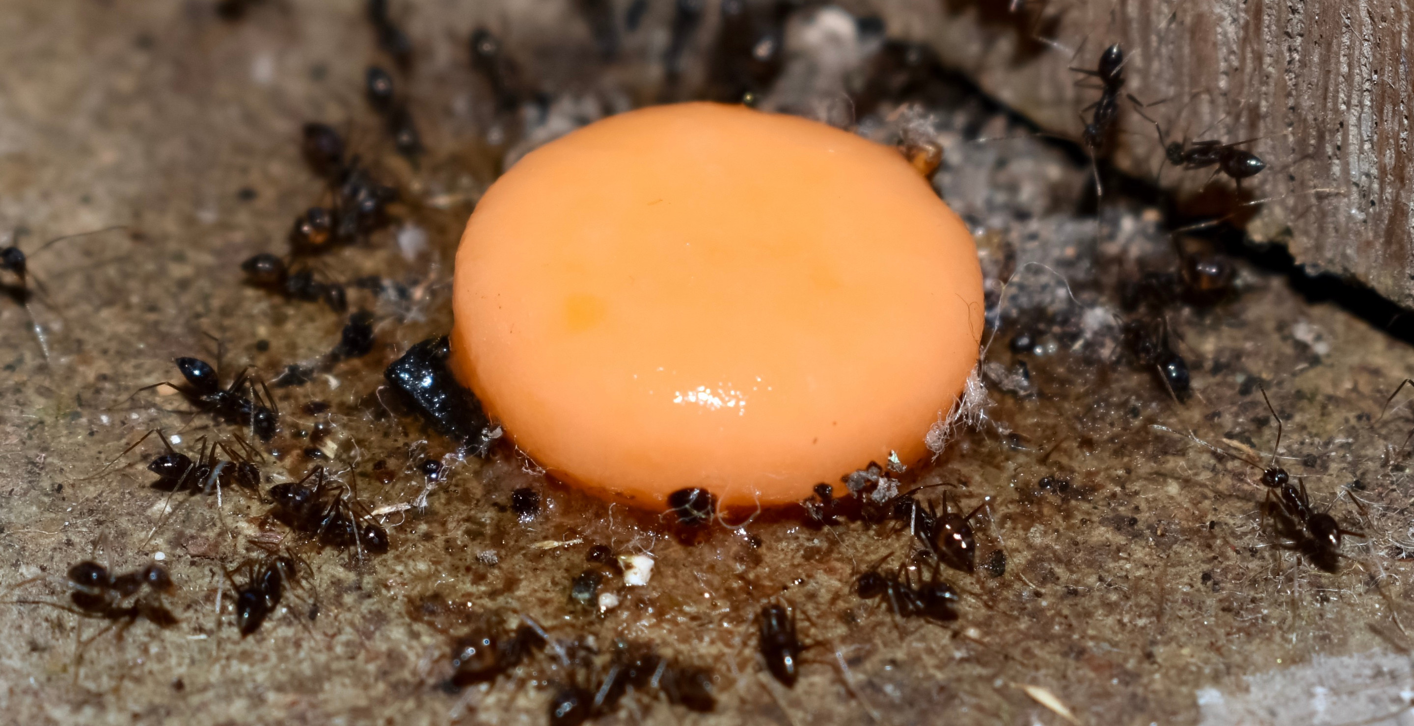 Scientists Ring Alarm Bell Over Venomous Ant Whose Sting Could Be Deadly